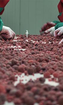 Prebiranje maline
