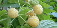 Formirane ploda maline