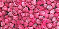 Zamrzavanje maline