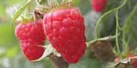 Zrenje maline